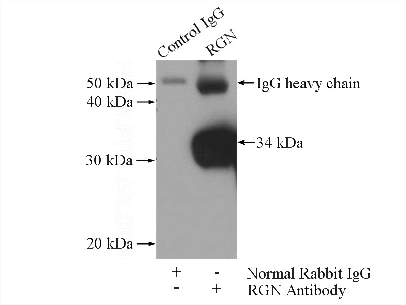 IP Result of anti-RGN,SMP30 (IP:Catalog No:114638, 4ug; Detection:Catalog No:114638 1:1000) with mouse liver tissue lysate 4000ug.