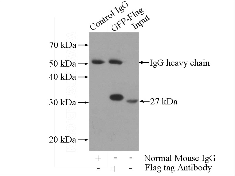 IP Result of anti-Flag tag (IP:Catalog No:117314, 3ug; Detection:Catalog No:117313 1:2000) with Recombinant protein protein lysate 1280ug.