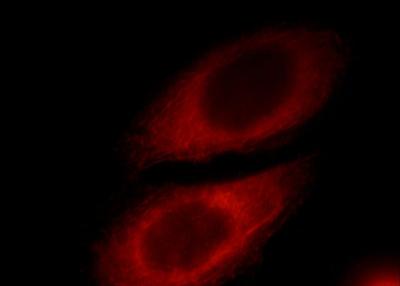 Immunofluorescent analysis of HepG2 cells, using RAB3IP antibody Catalog No:114448 at 1:25 dilution and Rhodamine-labeled goat anti-rabbit IgG (red).
