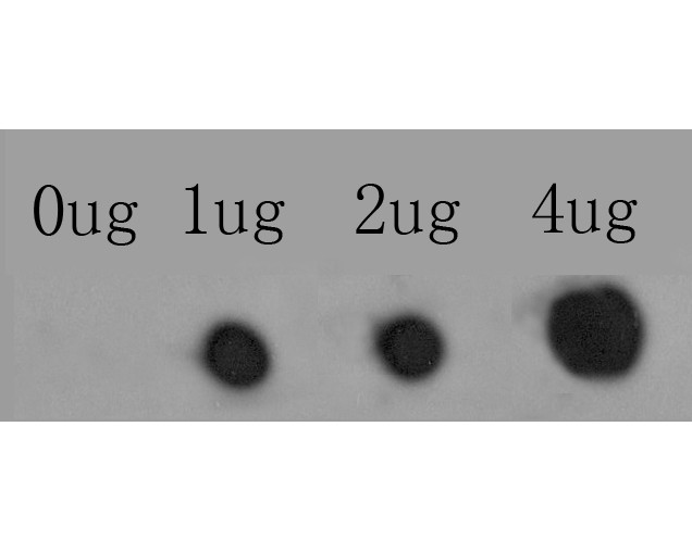 Fig1: Dot blot analysis of anti-ITPR2 on PVDF. 0-4ug antigens were given in this test. Anti-ITPR2 antibody was diluted with 1/500.