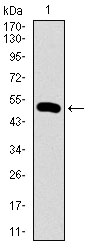 Western blot analysis using PDK2 mAb against human PDK2 (AA