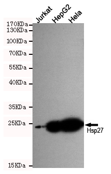 Western blot detection of Hsp27 in Jurkat,HepG2 and Hela cell lysates using Hsp27 mouse mAb (dilution 1:500).Predicted band size:27KDa.Observed band size:27KDa.