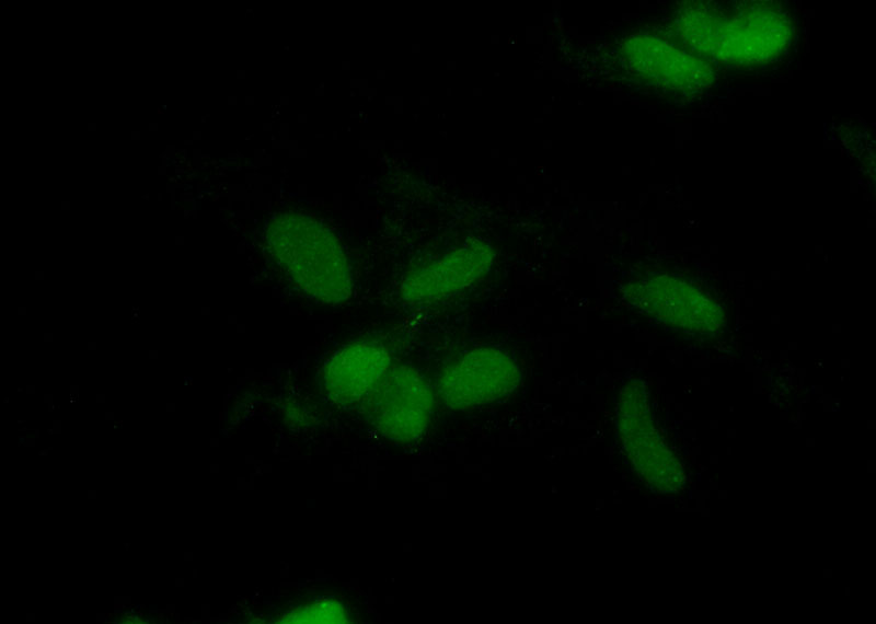 Immunofluorescent analysis of (10% Formaldehyde) fixed HEK-293 cells using Catalog No:107153(CHD4 Antibody) at dilution of 1:100 and Alexa Fluor 488-congugated AffiniPure Goat Anti-Mouse IgG(H+L)