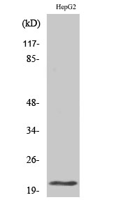 Fig1:; Western Blot analysis of various cells using MRP-L41 Polyclonal Antibody