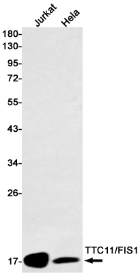 Western blot detection of TTC11/FIS1 in Jurkat,Hela cell lysates using TTC11/FIS1 Rabbit mAb(1:1000 diluted).Predicted band size:17kDa.Observed band size:17kDa.