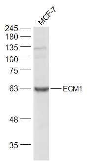 Fig2: Sample:; MCF-7(Human) Cell Lysate at 30 ug; Primary: Anti-ECM1 at 1/300 dilution; Secondary: IRDye800CW Goat Anti-Rabbit IgG at 1/20000 dilution; Predicted band size: 59 kD; Observed band size: 64 kD