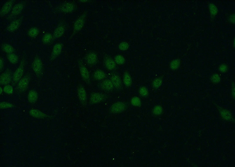 Immunofluorescent analysis of (-20oc Ethanol) fixed HeLa cells using Catalog No:115927(TDP-43 Antibody) at dilution of 1:50 and Alexa Fluor 488-congugated AffiniPure Goat Anti-Rabbit IgG(H+L)