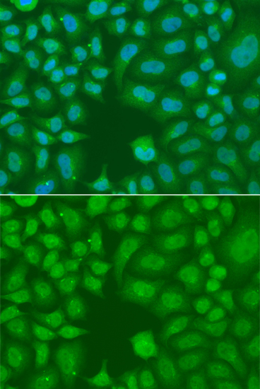 Immunofluorescence - AES Polyclonal Antibody 