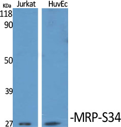 Fig1:; Western Blot analysis of various cells using MRP-S34 Polyclonal Antibody diluted at 1: 1000