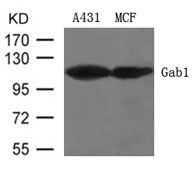 Western blot analysis of extracts from A431 and MCF cells using Gab1 (Ab-627) rabbit pAb (1:1000 diluted).Predicted band size:110KDa.Observed band size:110KDa.