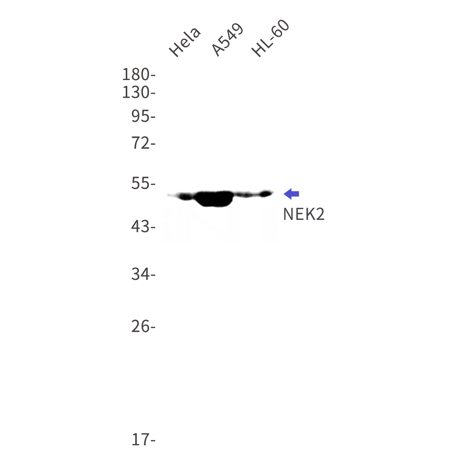 Western blot detection of NEK2 in Hela,A549,HL-60 cell lysates using NEK2 Rabbit mAb(1:1000 diluted).Predicted band size:52kDa.Observed band size:52kDa.