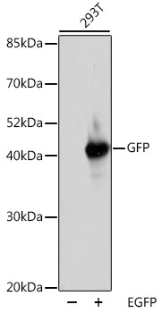 Western blot - Rabbit anti GFP-Tag pAb 