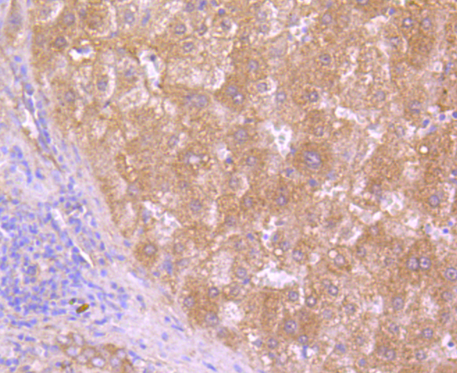 Immunohistochemistry - HAPLN1 Monoclonal Antibody 