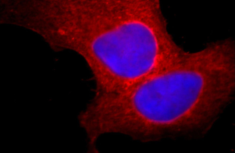 Immunofluorescent analysis of Hela cells, using BCL2L1 antibody Catalog No: at 1:25 dilution and Rhodamine-labeled goat anti-mouse IgG (red). Blue pseudocolor = DAPI (fluorescent DNA dye).