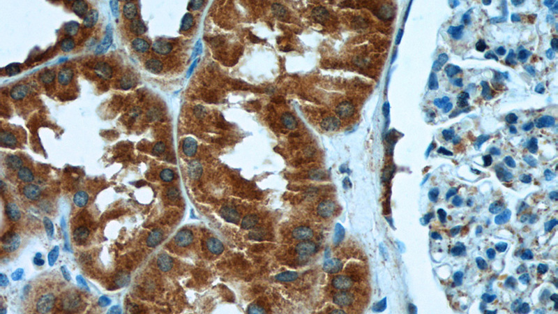 Immunohistochemistry of paraffin-embedded human kidney tissue slide using Catalog No:108777(C6orf130 Antibody) at dilution of 1:50 (under 40x lens)