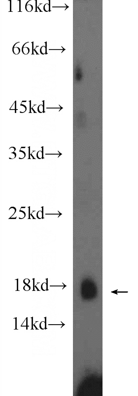 HepG2 cells were subjected to SDS PAGE followed by western blot with Catalog No:114188(PRH1 Antibody) at dilution of 1:300