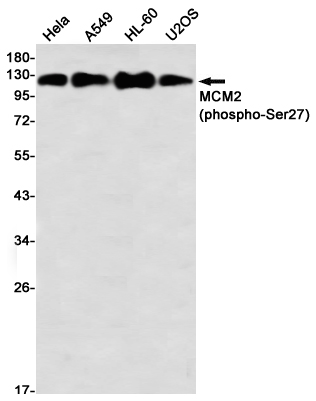Western blot detection of MCM2 (phospho-Ser27) in Hela,A549,HL-60,U2OS using MCM2 (phospho-Ser27) Rabbit mAb(1:1000 diluted)