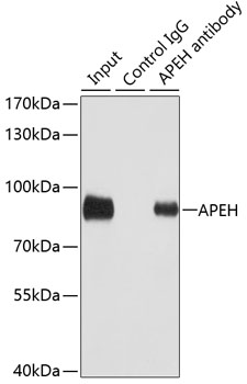 Immunoprecipitation - APEH Polyclonal Antibody 