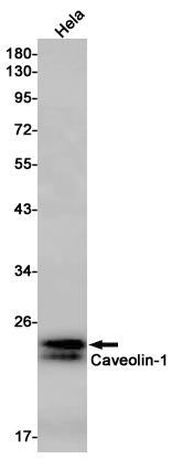 Western blot detection of Caveolin-1 in Hela cell lysates using Caveolin-1 Rabbit pAb(1:1000 diluted).Predicted band size:20kDa.Observed band size:20kDa.