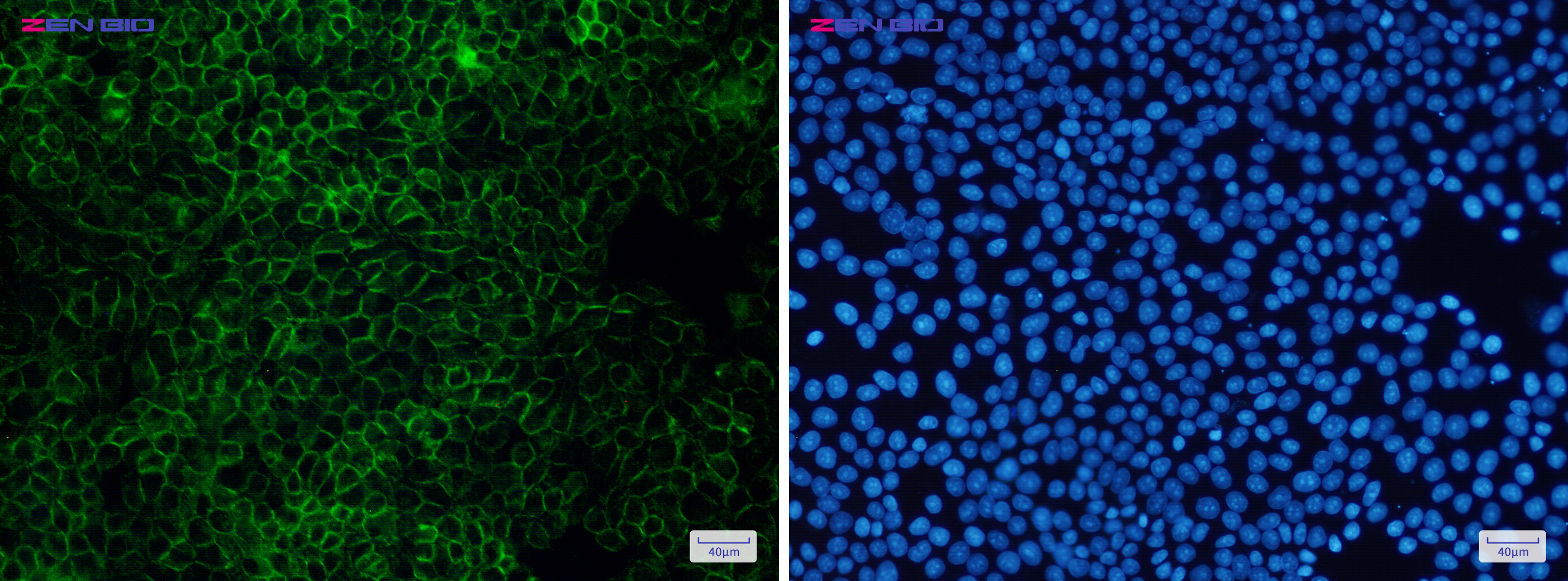 Immunocytochemistry of Flotillin 1(green) in Hela cells using Flotillin 1 Rabbit pAb at dilution 1/50, and DAPI(blue)