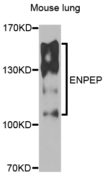 Western blot - ENPEP Polyclonal Antibody 