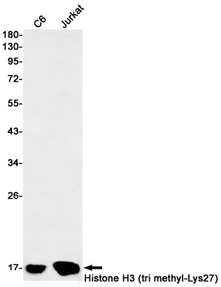 Western blot detection of Histone H3 (tri methyl-Lys27) in C6,Jurkat cell lysates using Histone H3 (tri methyl-Lys27) Rabbit mAb(1:1000 diluted).Predicted band size:15kDa.Observed band size:15kDa.