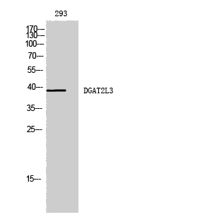 Fig1:; Western Blot analysis of 293 cells using DGAT2L3 Polyclonal Antibody diluted at 1: 1000