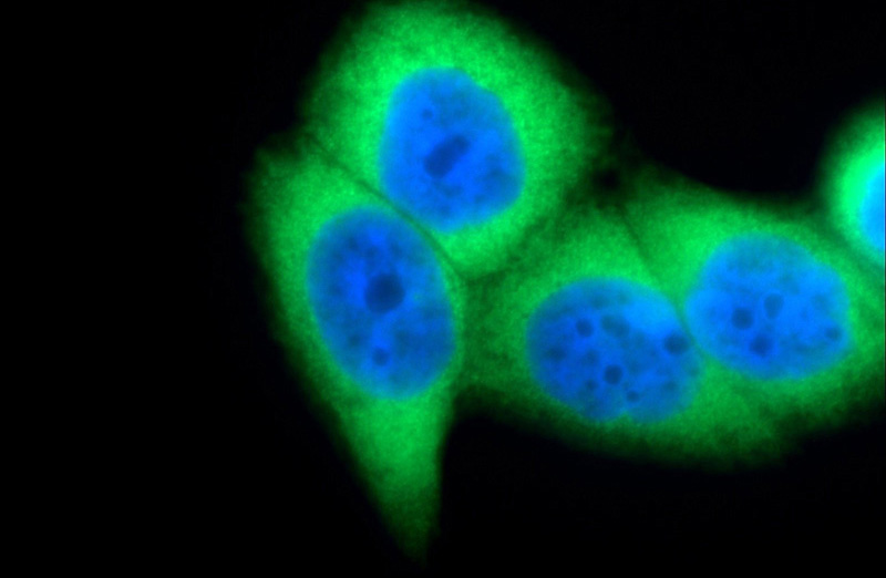 Immunofluorescent analysis of HeLa cells using Catalog No:109103(CDC37 Antibody) at dilution of 1:50 and Alexa Fluor 488-congugated AffiniPure Goat Anti-Rabbit IgG(H+L)