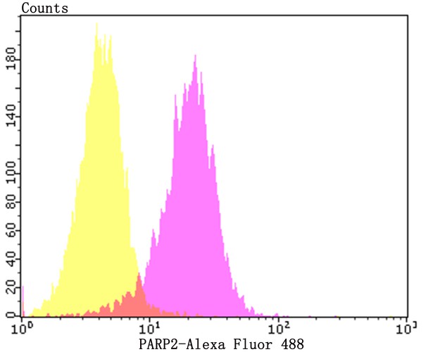 Fig2: Flow cytometric analysis of SH-SY-5Y cells with PARP2 antibody at 1/50 dilution (Fuchsia) compared with an unlabelled control (cells without incubation with primary antibody; Yellow). Alexa Fluor 488-conjugated goat anti-rabbit IgG was used as the secondary antibody.