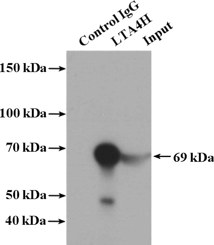 IP Result of anti-LTA4H (IP:Catalog No:112357, 4ug; Detection:Catalog No:112357 1:500) with HEK-293 cells lysate 1120ug.