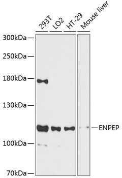 Western blot - ENPEP Polyclonal Antibody 