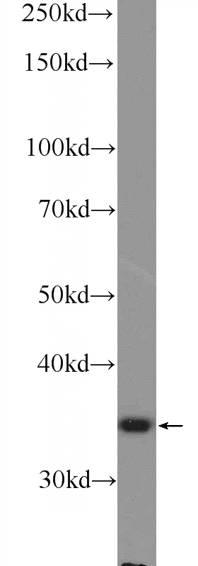 mouse liver tissue were subjected to SDS PAGE followed by western blot with Catalog No:113174(NGRN Antibody) at dilution of 1:600