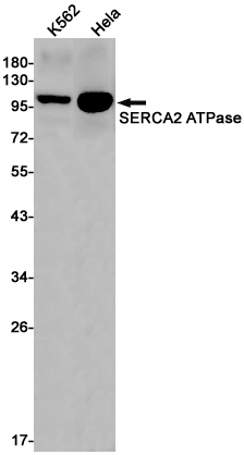 Western blot detection of SERCA2 ATPase in K562,Hela cell lysates using SERCA2 ATPase Rabbit pAb(1:1000 diluted).Predicted band size:115kDa.Observed band size:115kDa.