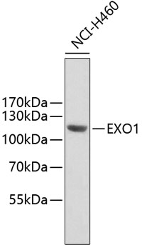 Western blot - EXO1 Polyclonal Antibody 
