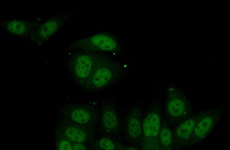 Immunofluorescent analysis of (10% Formaldehyde) fixed HepG2 cells using Catalog No:113920(PKNOX1 Antibody) at dilution of 1:50 and Alexa Fluor 488-congugated AffiniPure Goat Anti-Rabbit IgG(H+L)