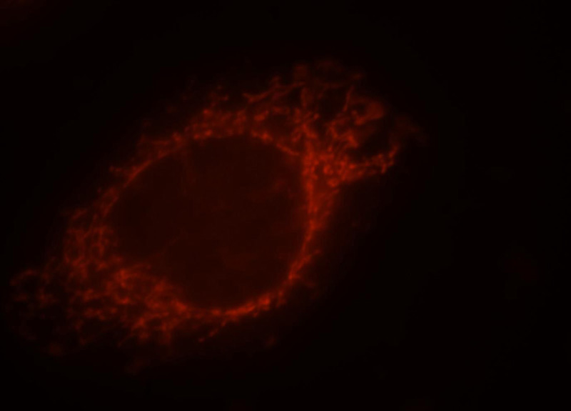 Immunofluorescent analysis of MCF-7 cells, using MRPS23 antibody Catalog No:112850 at 1:25 dilution and Rhodamine-labeled goat anti-rabbit IgG (red).