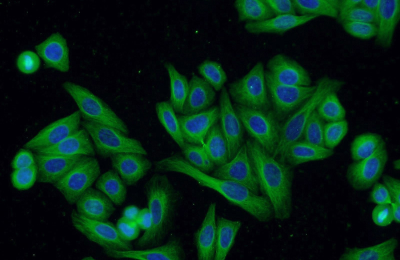 Immunofluorescent analysis of HepG2 cells using Catalog No:117308(Tubulin-beta Antibody) at dilution of 1:50 and Alexa Fluor 488-congugated AffiniPure Goat Anti-Mouse IgG(H+L)
