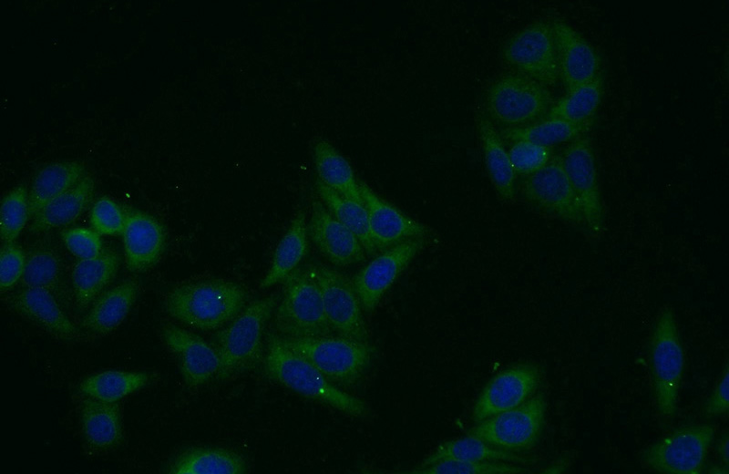 Immunofluorescent analysis of HepG2 cells using Catalog No:108210(ASB13 Antibody) at dilution of 1:25 and Alexa Fluor 488-congugated AffiniPure Goat Anti-Rabbit IgG(H+L)