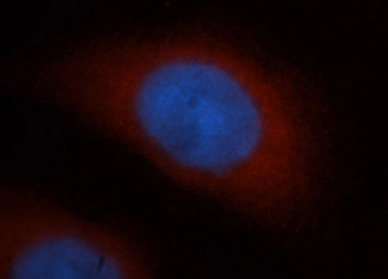 Immunofluorescent analysis of MCF-7 cells, using RNH1 antibody Catalog No:114767 at 1:50 dilution and Rhodamine-labeled goat anti-rabbit IgG (red). Blue pseudocolor = DAPI (fluorescent DNA dye).
