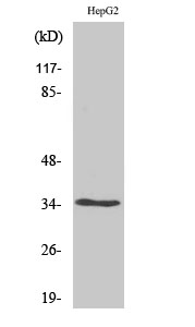 Fig1:; Western Blot analysis of various cells using Olfactory receptor 52E4 Polyclonal Antibody diluted at 1: 2000