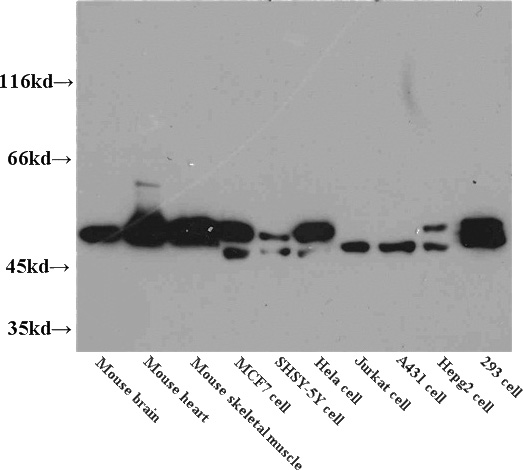 WB results of Catalog No:110311(anti-EEF1A2) in different cells.
