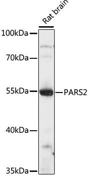 Western blot - PARS2 Polyclonal Antibody 
