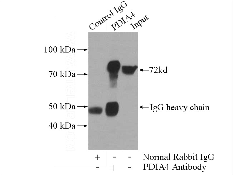IP Result of anti-ERp72 (IP:Catalog No:110375, 4ug; Detection:Catalog No:110375 1:500) with HeLa cells lysate 2800ug.