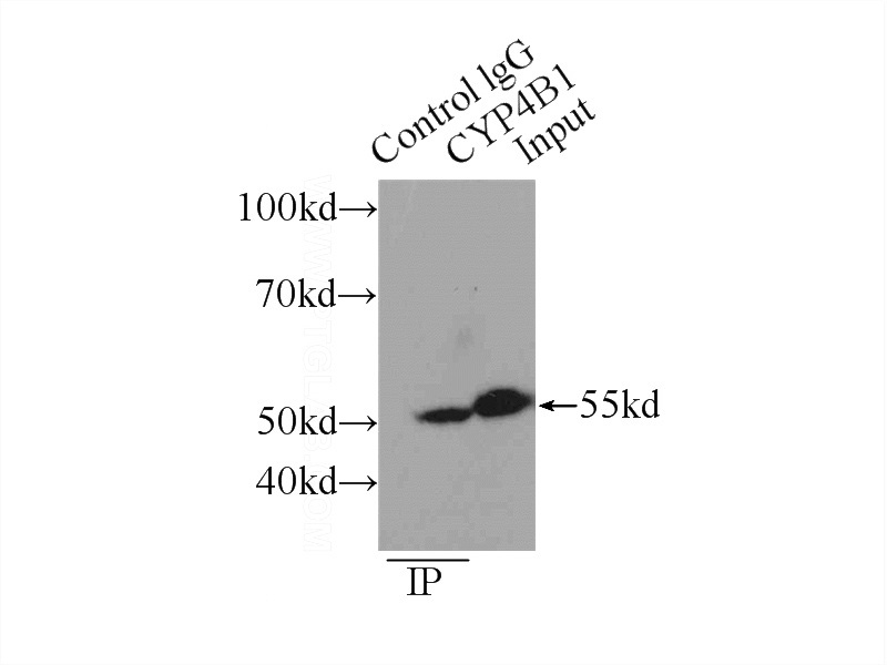IP Result of anti-CYP4B1 (IP:Catalog No:109704, 4ug; Detection:Catalog No:109704 1:500) with mouse lung tissue lysate 4000ug.