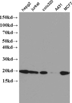 WB result of Catalog No:(NME1 antibody).
