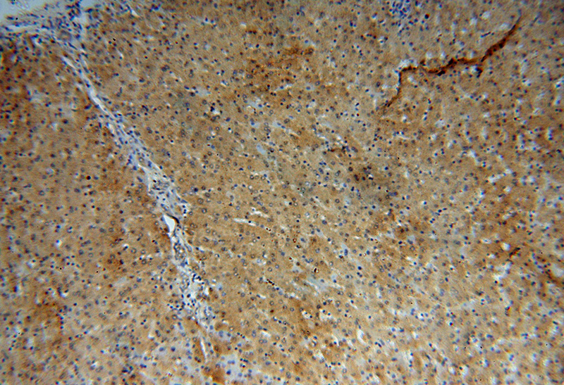 Immunohistochemical of paraffin-embedded human liver using Catalog No:116773(VPS16 antibody) at dilution of 1:100 (under 10x lens)