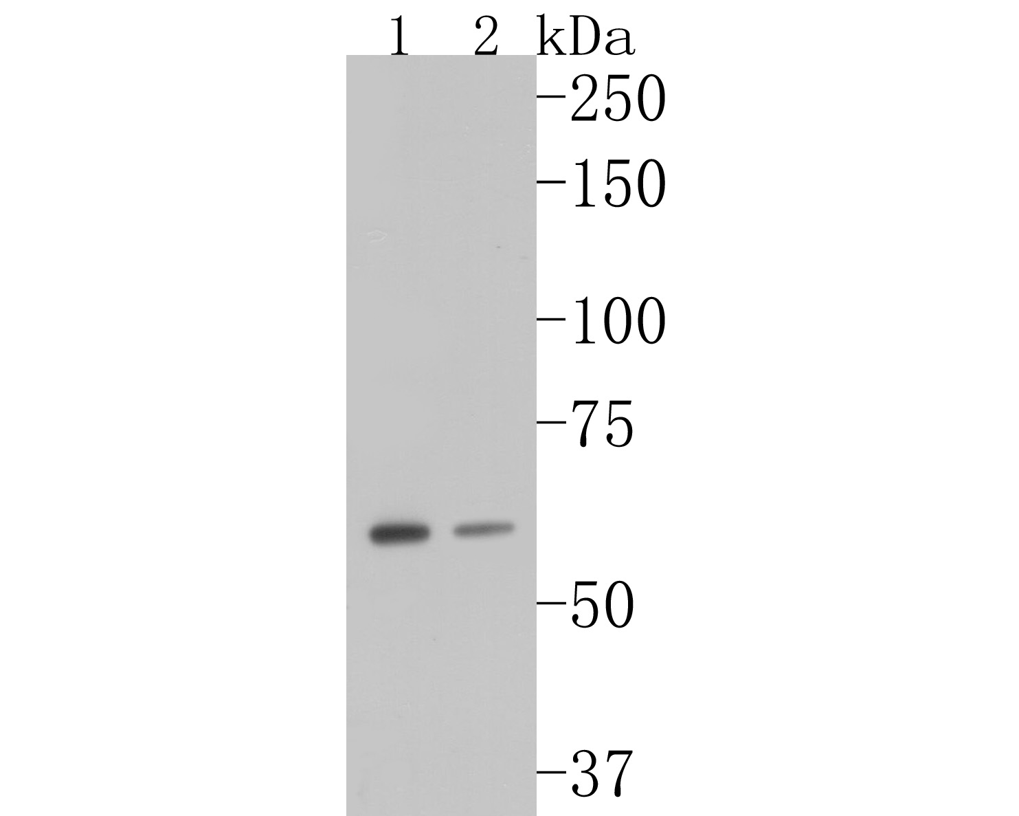 Fig1:; Western blot analysis of GADD34 on different lysates. Proteins were transferred to a PVDF membrane and blocked with 5% BSA in PBS for 1 hour at room temperature. The primary antibody ( 1/500) was used in 5% BSA at room temperature for 2 hours. Goat Anti-Mouse IgG - HRP Secondary Antibody (HA1006) at 1:5,000 dilution was used for 1 hour at room temperature.; Positive control:; Lane 1: HepG2 cell lysate; Lane 2: K562 cell lysate