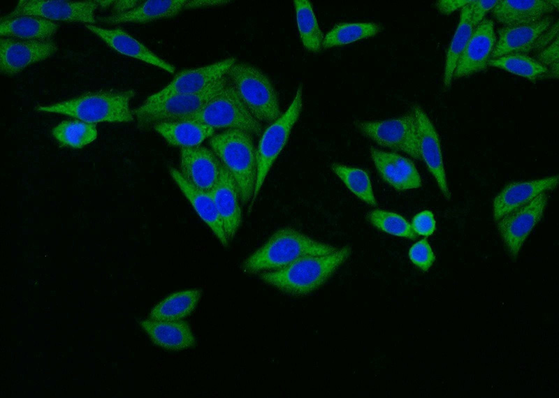 Immunofluorescent analysis of HepG2 cells using Catalog No:114874(RPL18A Antibody) at dilution of 1:25 and Alexa Fluor 488-congugated AffiniPure Goat Anti-Rabbit IgG(H+L)