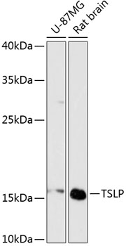Western blot - TSLP Polyclonal Antibody 