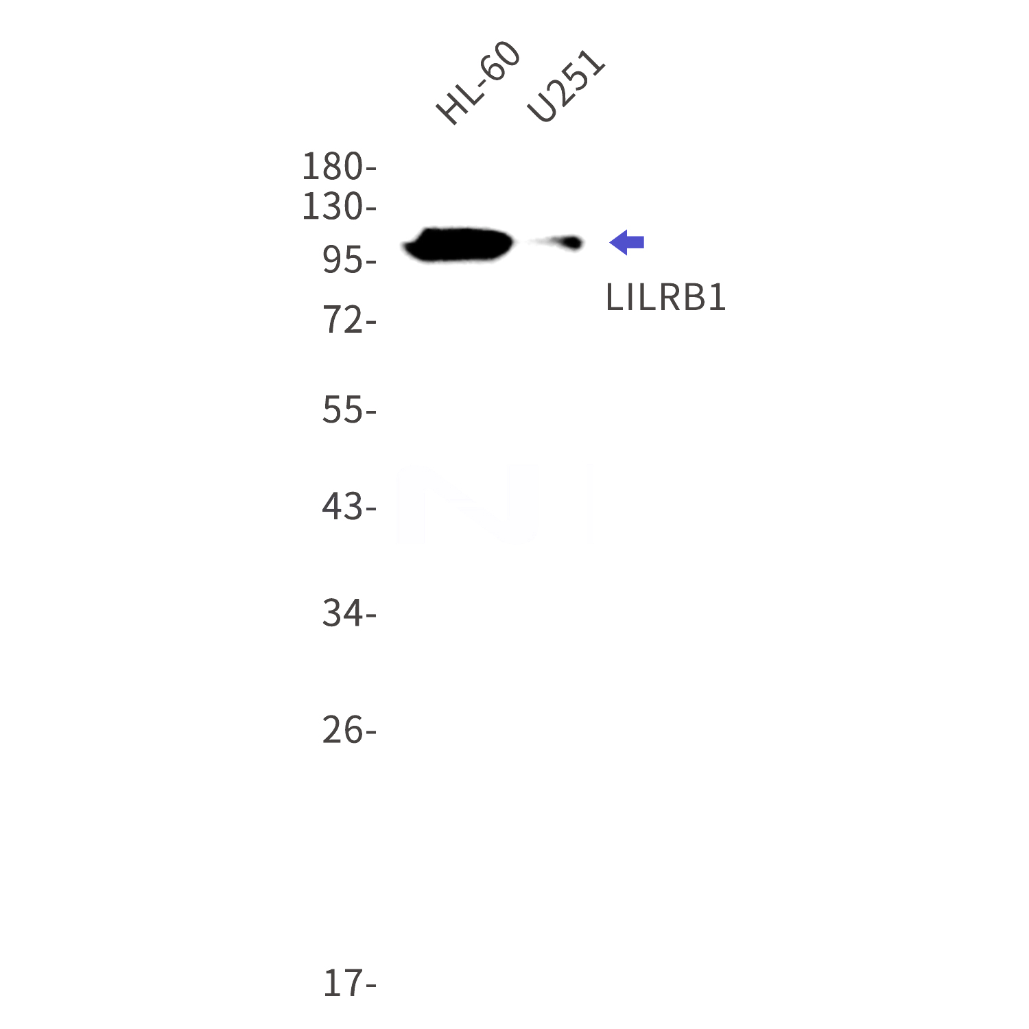 Western blot detection of LILRB1 in HL-60,U251 cell lysates using LILRB1 Rabbit mAb(1:1000 diluted).Predicted band size:71kDa.Observed band size:110kDa.